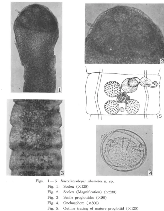 Fig. 2. Scolex (Magnification) (X230) Fig. 3. Senile proglottides (X80) Fig. 4. Onchosphere (x800)