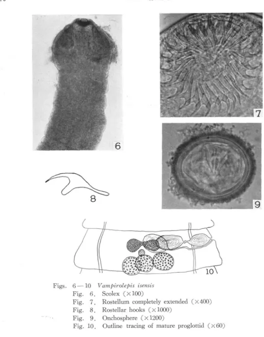 Fig. 7. Rostellum completely extended (X400) Fig. 8. Rostellar hooks (X1000)