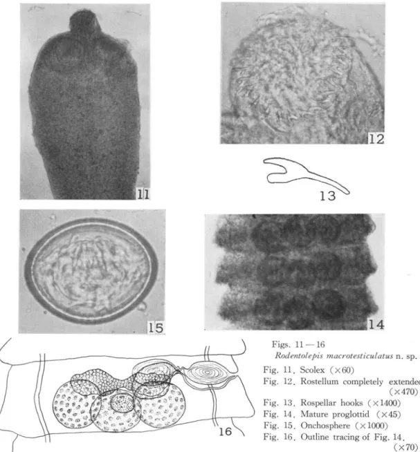 Fig. 12. Rostellum completely extended (X 470) Rospellar hooks (xl400) Mature proglottid (X45) Onchosphere (x lOOO) Outline tracing of Fig