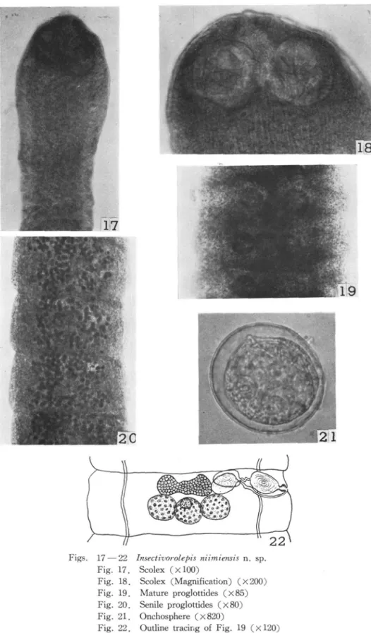 Fig. 17. Scolex (xlOO)