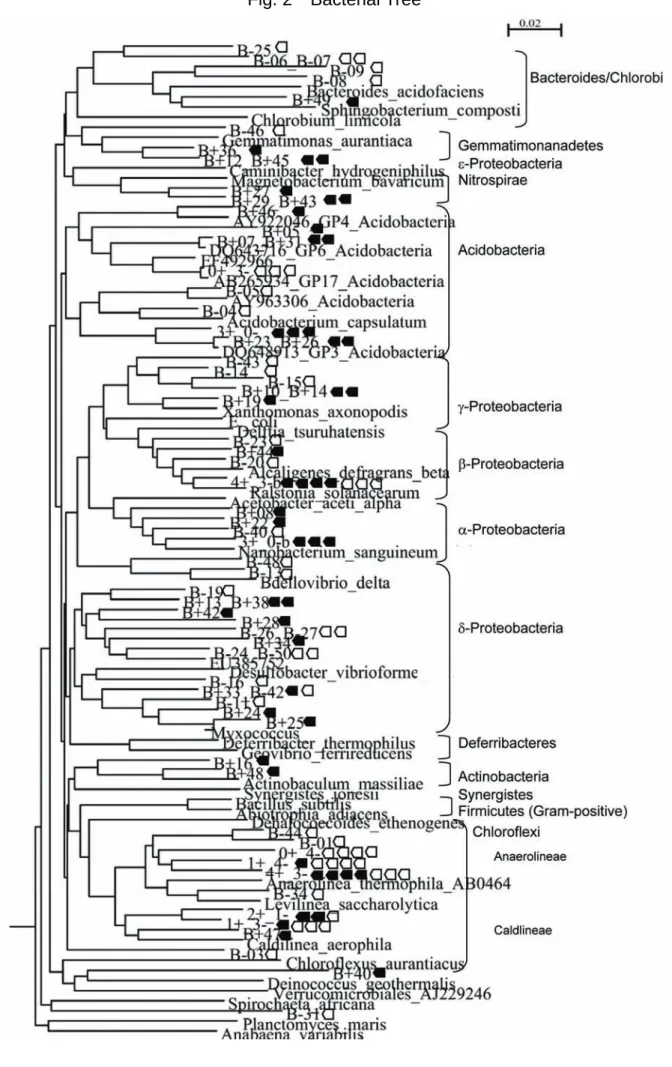 Fig. 2  Bacterial Tree 