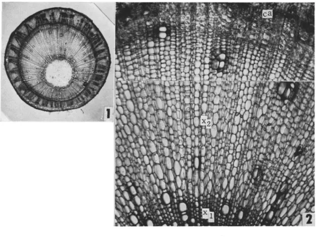 Fig. 1. Surface view of the cross section of jute stem kept horizontally for 7 days, showing reduced distribution of vessels and low lignification of cells in the tension wood