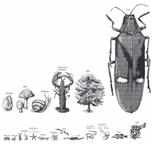 図 ３ 　地球上の生物の種数　生きものを分類群ごとの種の数にしたがって並べた図。多 いものから順に、昆虫・植物・昆虫以外の節足動物・軟体動物・菌類・原生動物（ここ まで上段）、藻類・魚類・扁形動物（ウズムシ、吸虫、条虫）・円形動物（線虫など）・ ミミズ類・鳥類・腔腸動物・爬虫類・棘皮動物（ウニ、ヒトデなど）・海綿動物・細菌・ 両生類・哺乳類（図は「日経サイエンス」１９９２年１２月号から転載）