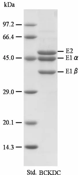 Fig. 1 SDS-PAGE pattern of BCKDC purified from rat liver. 