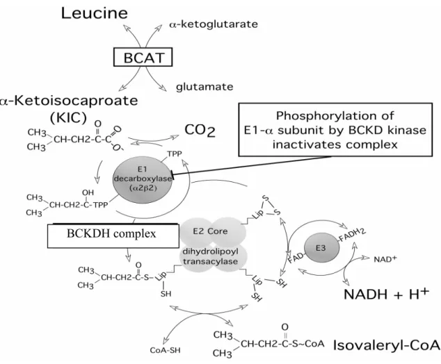 Fig. 2. Schematic representation of the first 2 steps of leucine metabolism 25)    