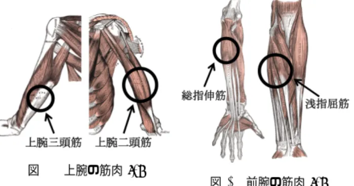 図 2 上腕の筋肉 [8] 図 3 前腕の筋肉 [8] マルチパルス D185 を使用した．この電気刺激装置は，刺 激電圧と群発刺激パルスの数の積が一定の値を超えると 自動的に刺激出力を遮断する機構を内蔵しており，人体 への安全性を確保している．この電気刺激装置では，トリ ガが発動するとパルス幅 0.05 [ms] のパルスを 1 〜 9 個出 力する．複数のパルスを出力する際のパルス間隔は 1.0 〜 9.9 [ms] まで調整可能であり，電圧は最大約 1000 [V] ま で 1 [V] 刻みで指定でき