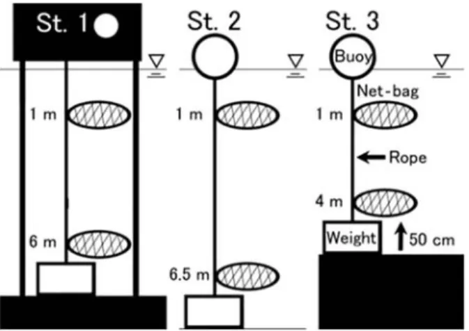 Fig. 3. Monthly changes in sur vival rate of ark shells  cultured in surface and bottom layers of water at each  sta-tion