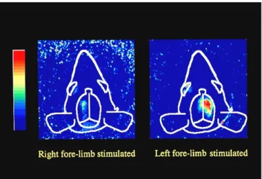 Fig. 5 Experimental setup for 3 dimensional transillumination  imaging. 
