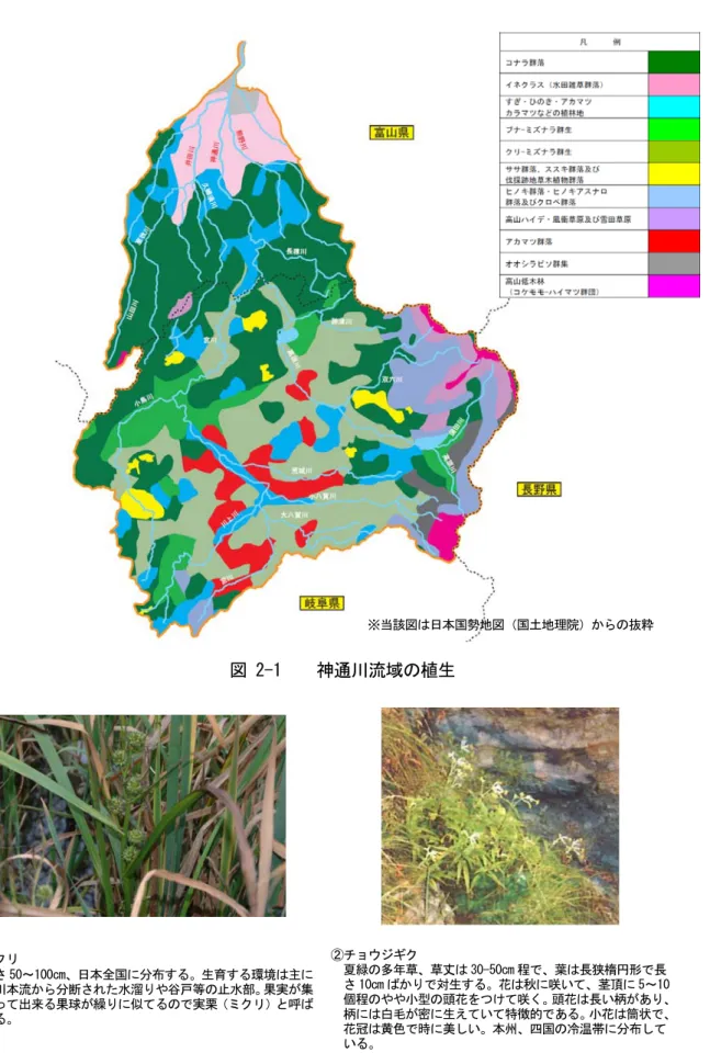 図 2-1    神通川流域の植生  ①ミクリ  高さ 50～100cm、日本全国に分布する。生育する環境は主に 河川本流から分断された水溜りや谷戸等の止水部。果実が集 まって出来る果球が繰りに似てるので実栗（ミクリ）と呼ば れる。  ②チョウジギク  夏緑の多年草、草丈は 30-50cm 程で、葉は長狭楕円形で長 さ 10cm ばかりで対生する。花は秋に咲いて、茎頂に 5～10 個程のやや小型の頭花をつけて咲く。頭花は長い柄があり、柄には白毛が密に生えていて特徴的である。小花は筒状で、 花冠は黄色で時に美