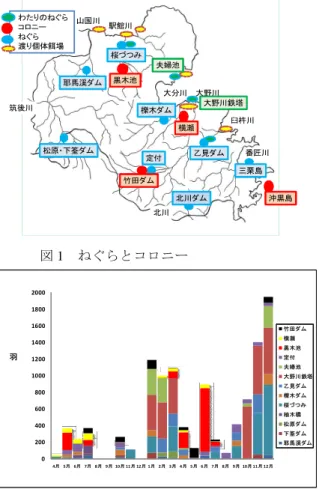 図 1 ねぐらとコロニー 図 2 23 年 4 月～ 24 年 12 月の月別個体数の推移 図 3 沖黒島と三栗島の個体数の月別推移02004006008001000120014001600180020004月 5月 6月 7月 8月 9月 10月 11月 12月 1月 2月 3月 4月 5月 6月 7月 8月 9月 10月 11月 12月羽 竹田ダム横瀬黒木池定付夫婦池 大野川鉄塔乙見ダム櫟木ダム桜づつみ柚木橋松原ダム下筌ダム耶馬溪ダムわたりのねぐらコロニーねぐら渡り個体餌場山国川駅館川北川番匠川筑後川大