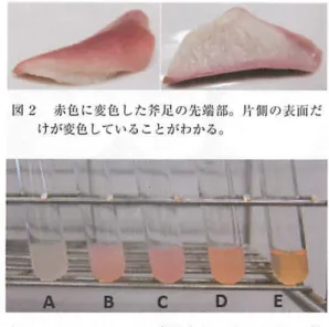 図 1 （上）生食斤 l ウバガイの斧 k ： 。先端が灰色を＇ i i している。灰色の濃度には似体 i をがあり 、 1 . i ：の試