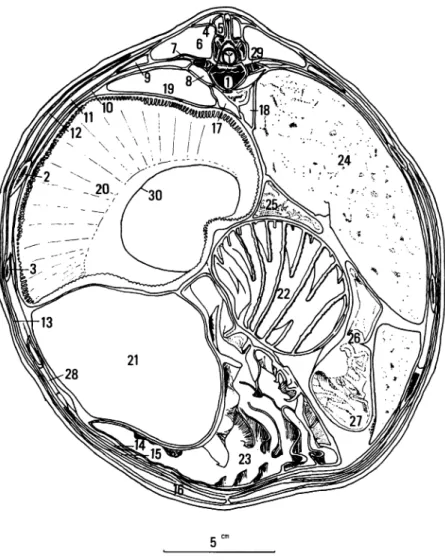 Fig.  8.  Cross  section  through  the  thorax  at  the  level  of  the  eleventh  thoracic  vertebra