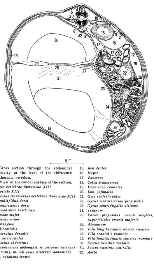 Fig.  9.  Cross  section  through  the  abdominal    cavity  at  the  level  of  the  thirteenth 