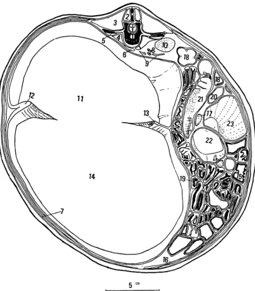 Fig.  10.  Cross  section  through  the  abdominal  cavity  at  the  level  of  the  first  lumbar    vertebra
