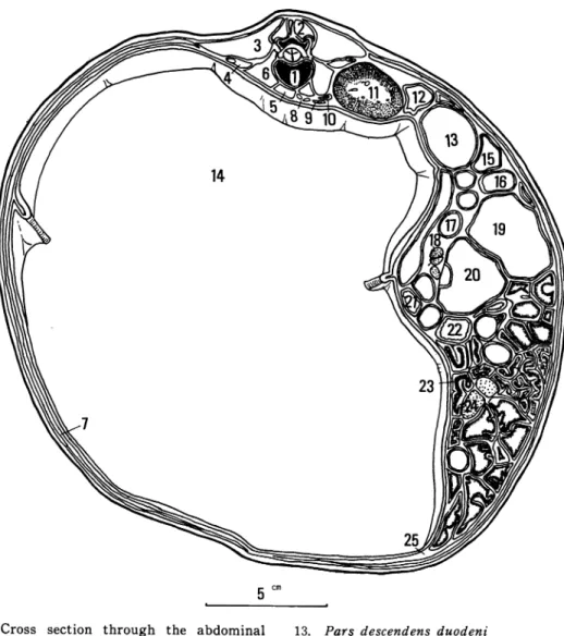 Fig.  11.  Cross  section  through  the  abdominal  cavity  at  the  level  of  the  third  lumbar    vertebra