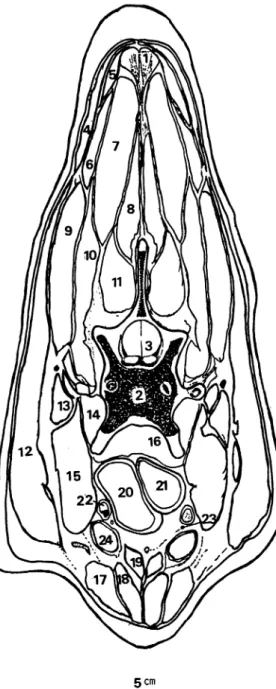 Fig.  2.  Cross  section  through  the  neck  at  the  level  of  the  seventh  cervical  vertebra