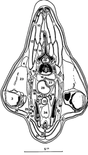 Fig.  3.  Cross  section  through  the  thorax  at  the  level  of  the  first  thoracic  vertebra