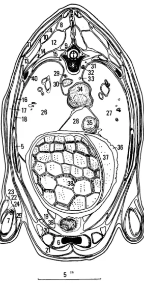 Fig.  6.  Cross  section  through  the  thorax  at  the  level  of  the  seventh  thoracic  vertebra