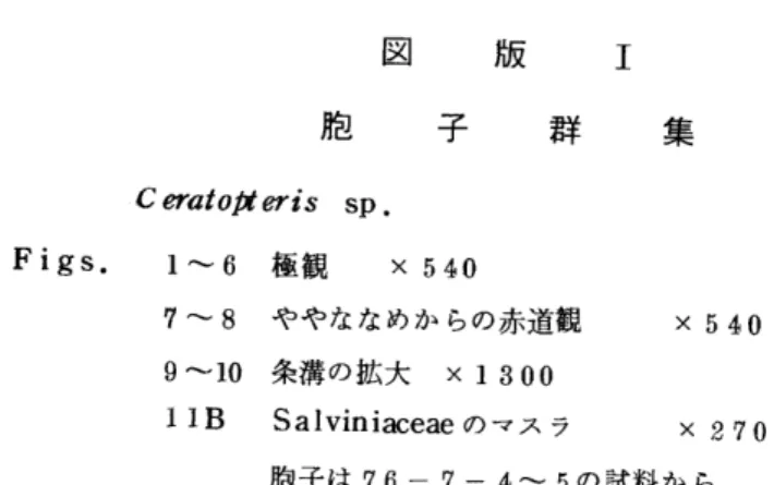 図    版   I 胞 子 群 集 ε ̀物 ′ ο 〃″′ s sp. Figs。   1〜 6  極観   X540 7〜 8  ややななめか らの赤道観    x540 9〜 10  条溝の拡大  X1300 1lB Sal宙 niaceaeの マス ラ     x270 胞 子 は 76‑7‑4〜 5の 試料 か ら ‑84‑