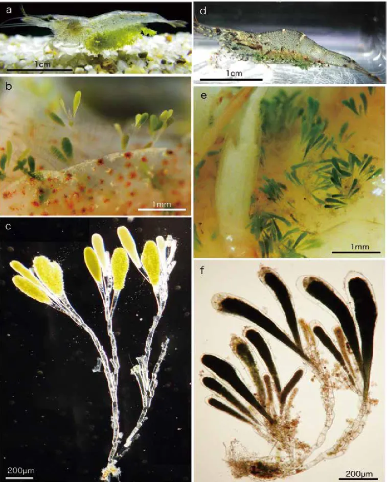 Fig. 1. Photographs showing Cladogonium sp. collected in Saga Prefecture (a-c) and Miyazaki Prefecture (d-f)