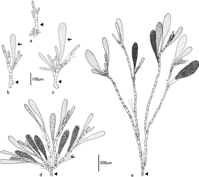 Fig. 2. Sketches of young plants (a-c) and adult plants (d, e) of Cladogonium sp. collected in Saga Prefecture