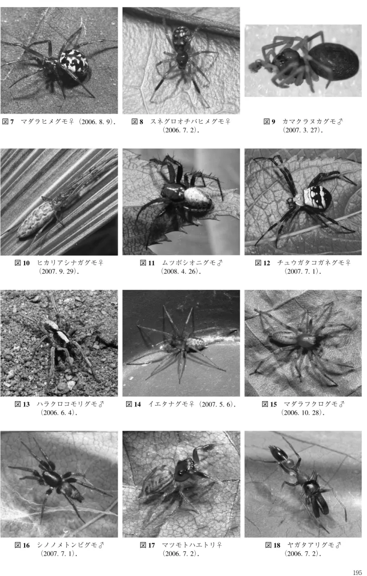 図 7 マダラヒメグモ♀（2006. 8. 9）． 図 8 スネグロオチバヒメグモ♀ （2006. 7. 2） ． 図 9 カマクラヌカグモ♂（2007. 3. 27）． 図 10 ヒカリアシナガグモ♀ （2007
