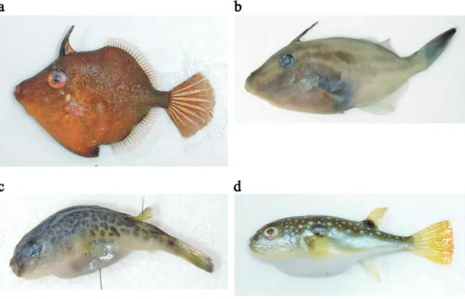Fig. 8. Photographs of Rudarius ercodes (a), Thamnaconus modestus (b), Takifugu pardalis (c), and T