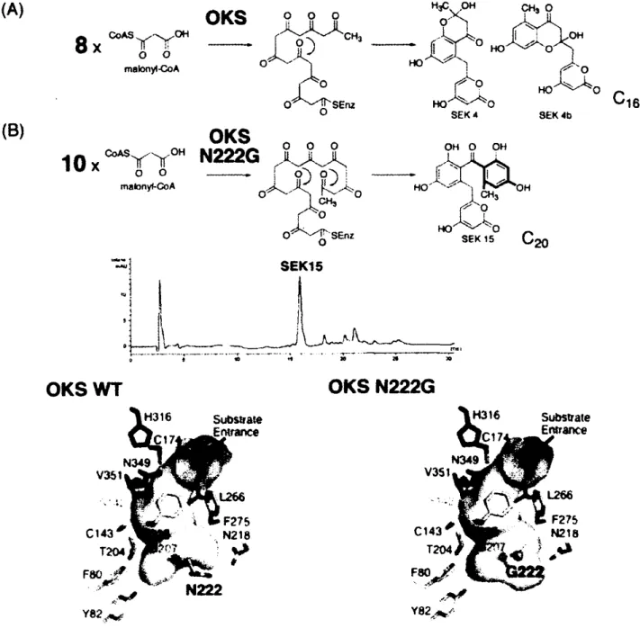 Fig． 4 　 A ， arborescens ・ OKS 野 生型 及 び N222G 変異 型 酵 素 の 活 性 部位 構造 と 反 応機 構 の 比 較