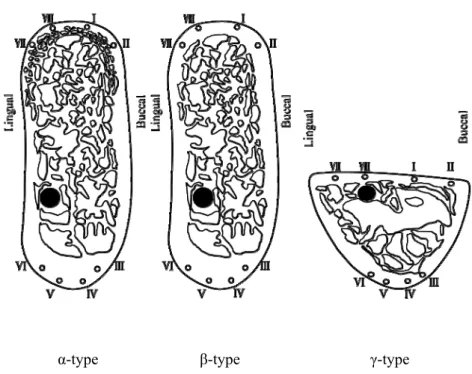 Figure 1. Structure of the coronal plane 