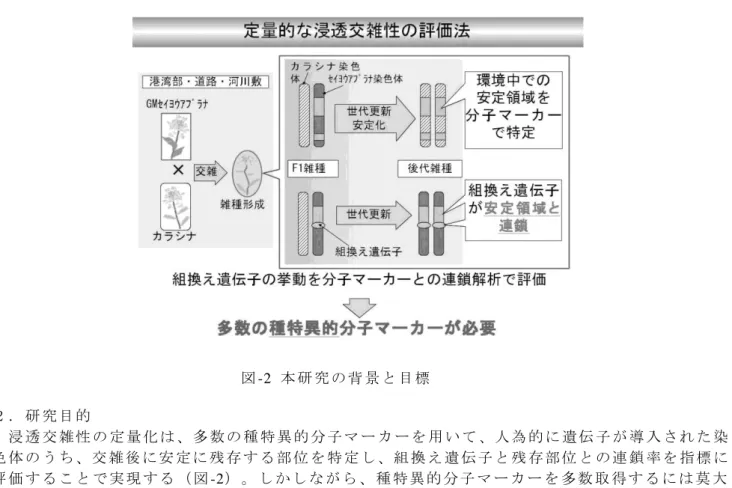 図 -2  本 研 究 の 背 景 と 目 標   ２ ． 研 究 目 的   浸 透 交 雑 性 の 定 量 化 は 、多 数 の 種 特 異 的 分 子 マ ー カ ー を 用 い て 、人 為 的 に 遺 伝 子 が 導 入 さ れ た 染 色 体 の う ち 、交 雑 後 に 安 定 に 残 存 す る 部 位 を 特 定 し 、組 換 え 遺 伝 子 と 残 存 部 位 と の 連 鎖 率 を 指 標 に 評 価 す る こ と で 実 現 す る （ 図 -2） 。 し か し な が ら 、 