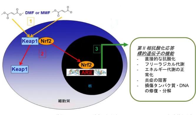 図  2  BG00012 の想定される作用機序：Nrf2 経路の活性化 