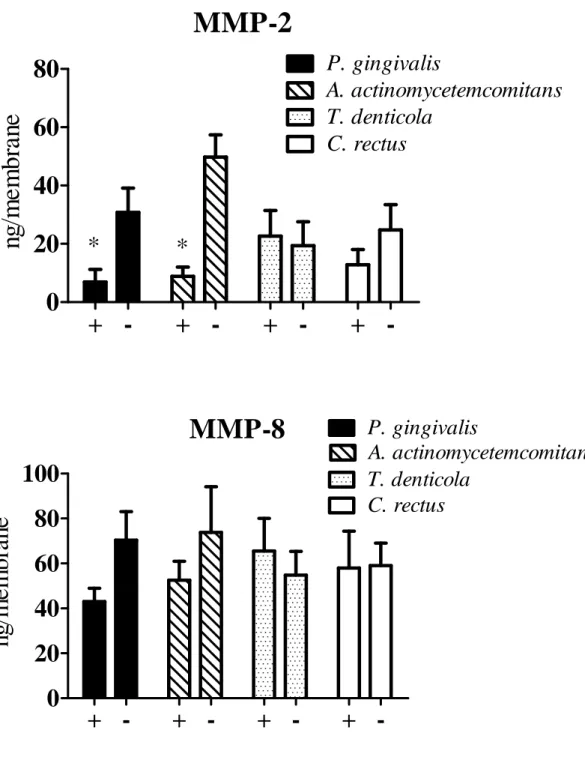 Fig. 2 MMP-2 + - + - + - + -020406080 P. gingivalis A. actinomycetemcomitansT. denticolaC