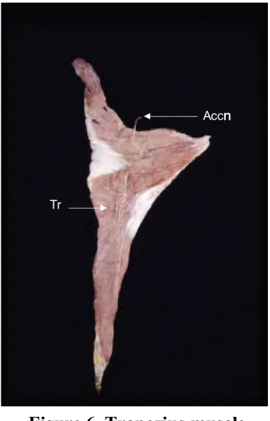 Figure 7. Branching Type 0 