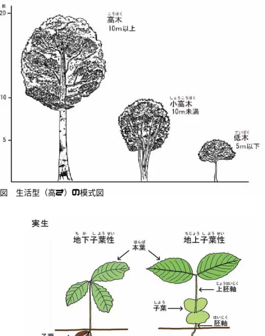 図  生活型（高さ）の模式図 
