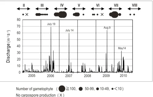 Fig. 2. Abundance of gametophytes during the development periods II–VIII, and fluctuations in the daily mean values of the discharge from the Yasumuro River.