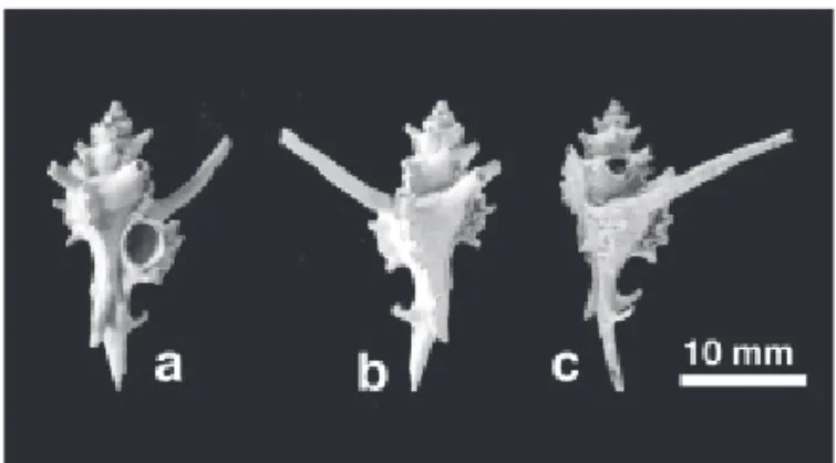 Fig. 1.  Monstrotyphis tosaensis (Azuma, 1960) collected from off-Satsuma  Iōjima Island; (a) ventral, (b) dorsal, and (c) side views.
