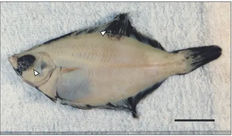 Fig. 1.  A formalin-fixed specimen (abocular side) of Pleuronectes obscurus, 141  mm SL, bearing skin pseudotumors (arrowheads) on the head, the dorsal  fin, and a skin region of its base