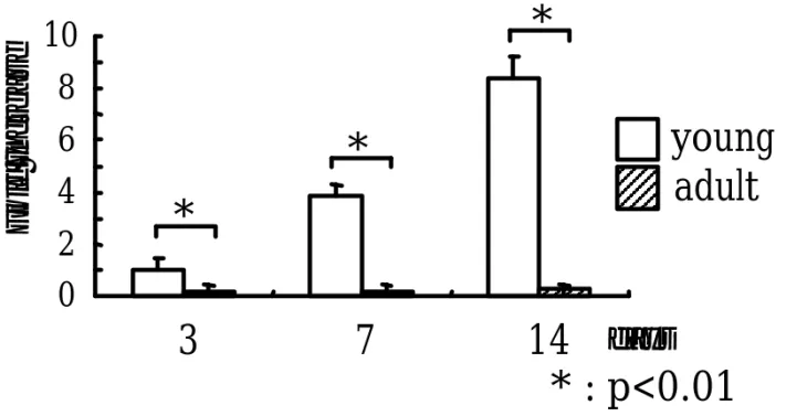 Fig. 1 Cbfa-1 mRNA expression
