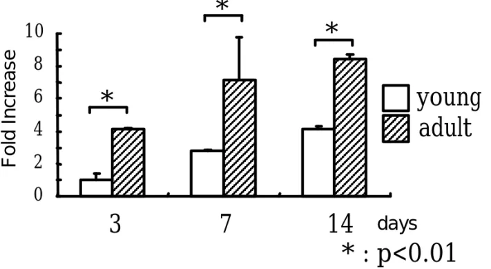 Fig. 3 VEGF mRNA expression024681037 14 youngdays* : p&lt;0.01***adultFold Increase