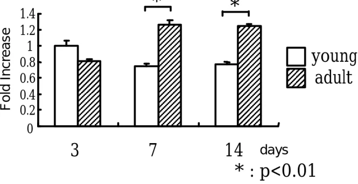 Fig. 4 HSP27 mRNA expression00.20.40.60.811.21.4 young3714days* : p&lt;0.01**adultFold Increase