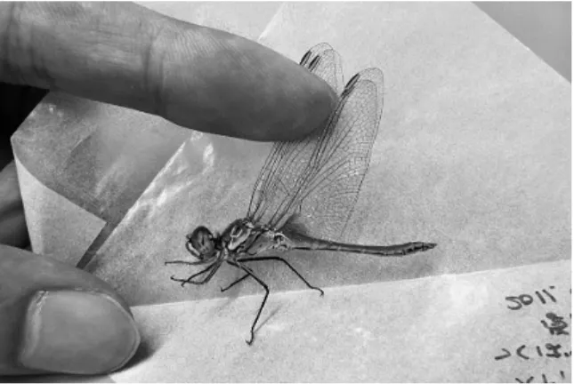 Fig. 5. A male of Sympetrum fonscolombii (collected by R.  Futahashi on August 22, 2011 at To-higashi, Tsukuba City).