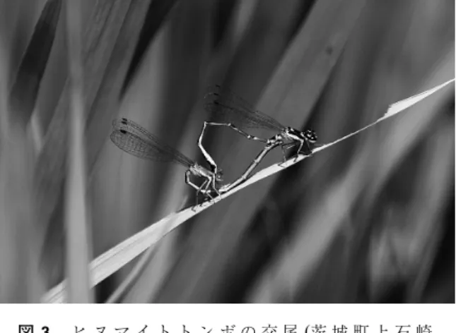 Fig. 3. Mating of Mortonagrion hirosei (photographed by R.  Futahashi on July 10, 2010 at Kamiishizaki, Ibaraki Town).