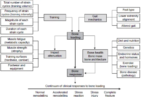 Figure 1-2．The contribution of risk factors to stress fracture pathogenesis.[3] 