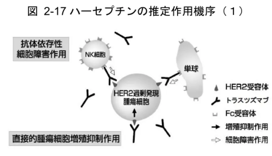 図  2-17 ハーセプチンの推定作用機序（１） 