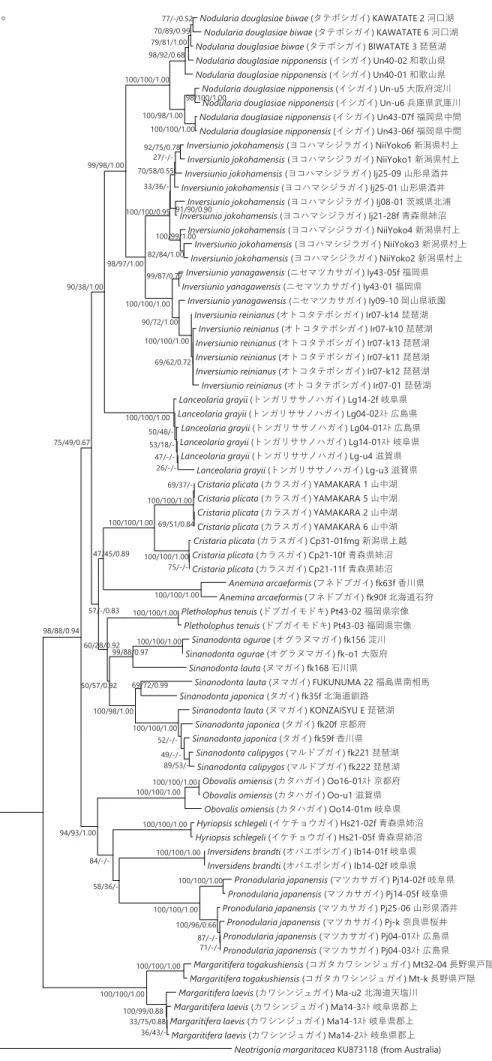 Figure 6 ミトコンドリア16S rRNAとCOI遺伝子の塩基配列（860 bp）に基づき構築した日本産イシガイ類の合体系統樹。アウ トグループには、Neotrigoniaを用いた。各分岐点にある数字は、信頼度（NJ/MP/BI）を示す。スケールは、1塩基あたり0.05置 換していることを示す。