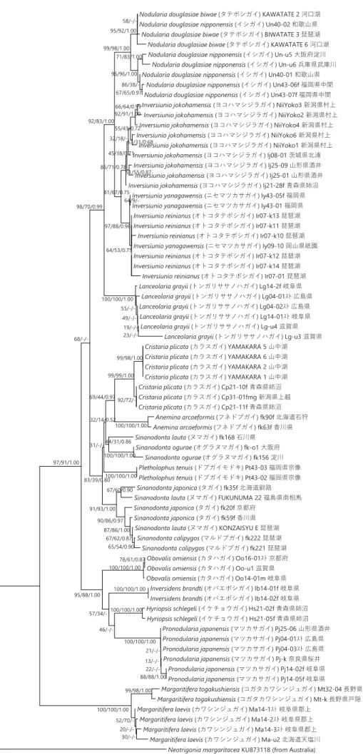 Figure 4 ミトコンドリア16S rRNA遺伝子の塩基配列（321 bp）に基づき構築した日本産イシガイ類の系統樹。アウトグループ には、Neotrigoniaを用いた。各分岐点にある数字は、信頼度（NJ/MP/BI）を示す。スケールは、1塩基あたり0.05置換している ことを示す。