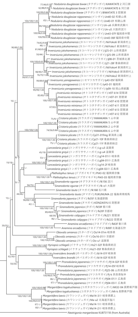 Figure 5 ミトコンドリアCOI遺伝子の塩基配列（539 bp）に基づき構築した日本産イシガイ類の系統樹。アウトグループには、 Neotrigoniaを用いた。各分岐点にある数字は、信頼度（NJ/MP/BI）を示す。スケールは、1塩基あたり0.02置換していることを 示す。