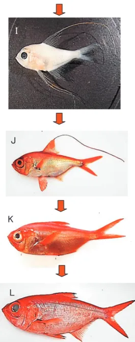 Fig. 7  Beryx splendens developmental series. A）Egg, phase A, egg diameter＝1.0mm, B）  egg, phase B, egg diameter＝1.1mm, C） egg, phase C, egg diameter＝1.1mm, D） prelarva, yolk  sac larva, upright phase, E） prelarva, yolk sac larva, inverted phase, F） postla