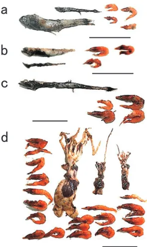 Fig. 8  Images of stomach contents from four 