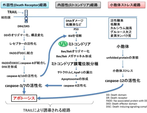 図 1. TRAIL とアポトーシス  文献   [10]を元に改変  2-3. TRAIL と化学療法  近年、 遺伝子組み換えヒト TRAIL や DR4/DR5 受容体特異的抗体などの、 アポトーシス促進性の受容体作用薬がメラノーマや NSCLC 細胞を含む 多種の癌細胞で臨床試験の段階に入っているが、未だ有意な効果は実証 されていない   [20]。今までの化学療法は、ミトコンドリア性アポトーシ スの誘導が第一の標的であったが、このアポトーシス経路を増幅するだ けでは癌細胞の TRAIL 抵抗性を解